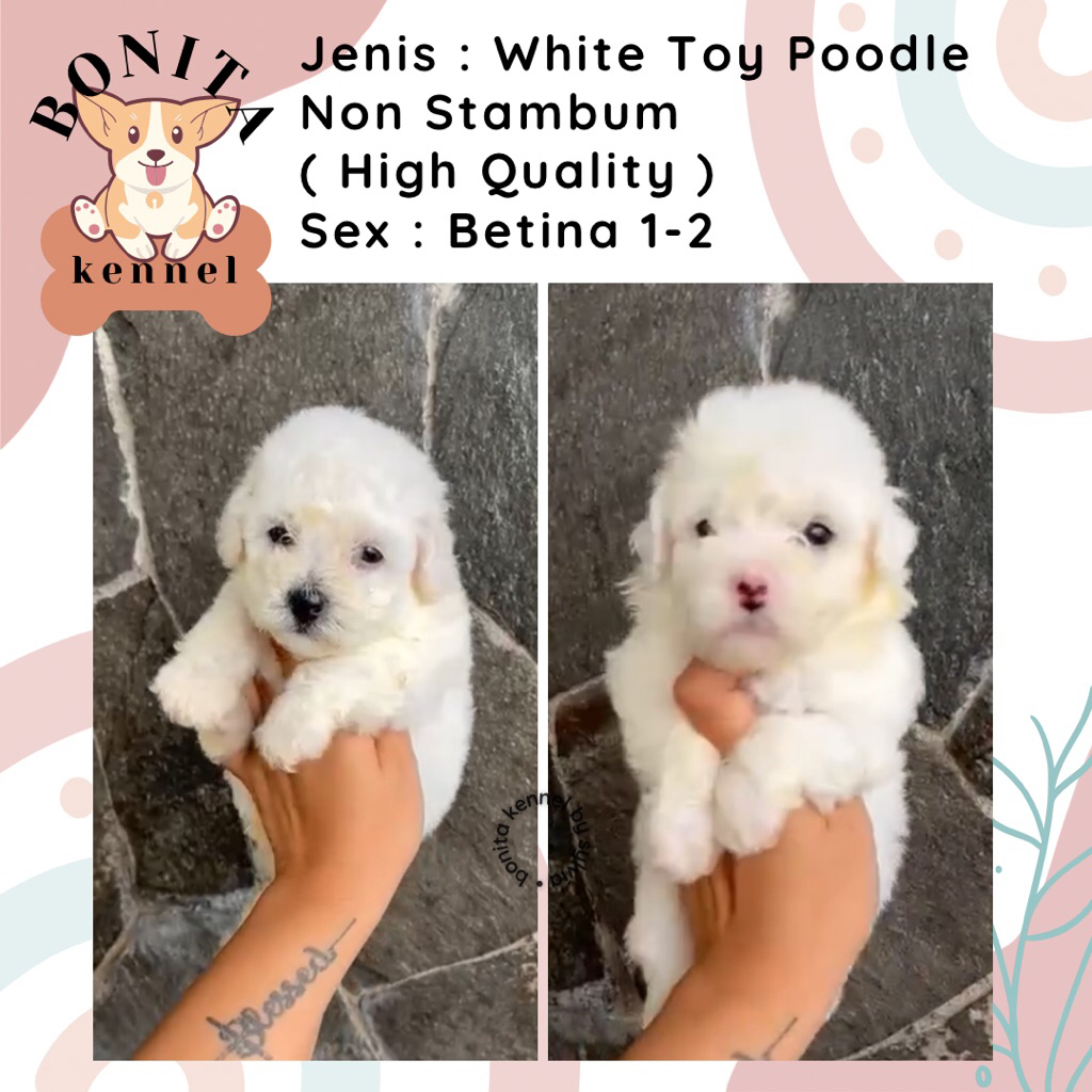White Toy Poodle Non Stambum Fawn Anak Anjing Poodle Toy Tiny Jantan Betina
