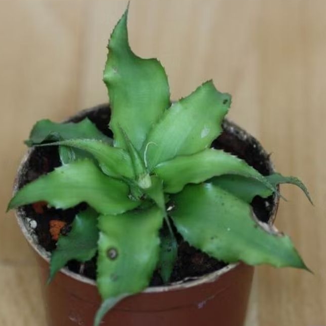 cryptanthus acaulis/cryptanthus green/kriiptantus hijau