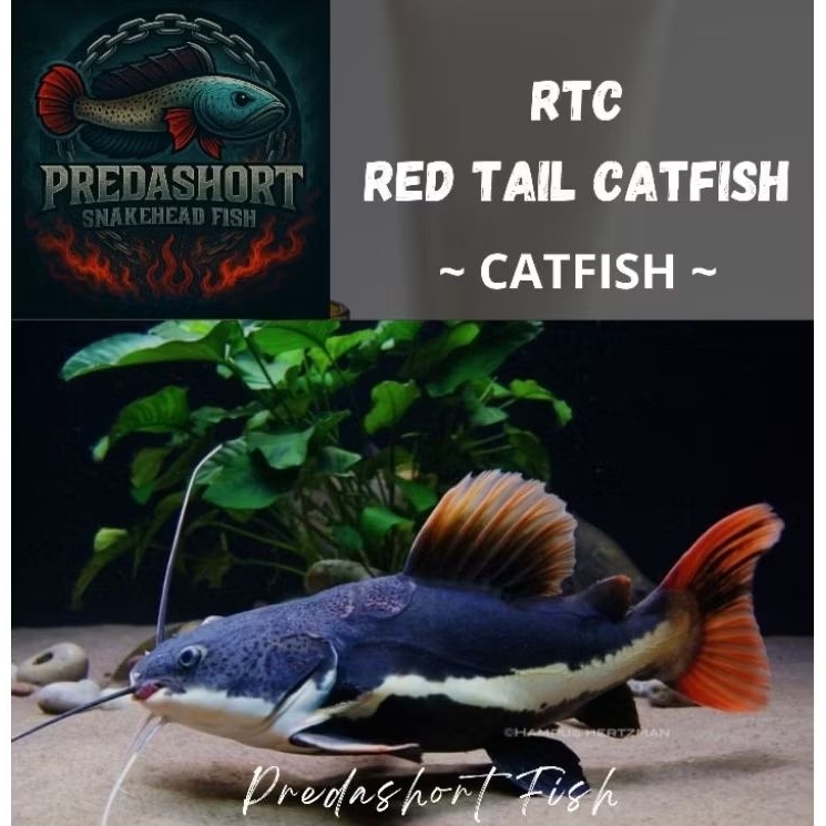 TERLARIS IKAN HIAS RTC "Red Tail Catfish" BERKUALITAS BERGARANSI
