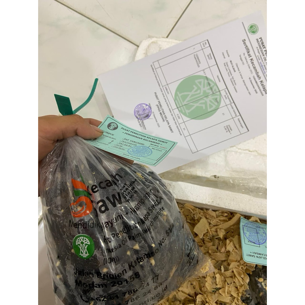 Biji kecambah sawit unggul isi 250 biji