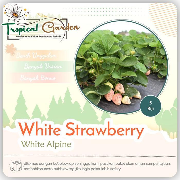 Benih Biji White Strawberry Import Strawberry Putih