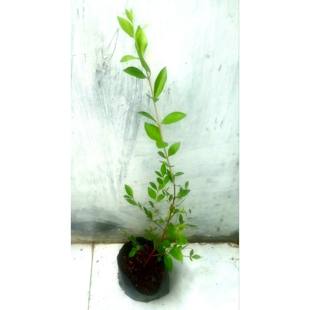 Bibit pacar arab/tanaman Pacar Kuku hena herbal Pewarna alami kuku dan rambut