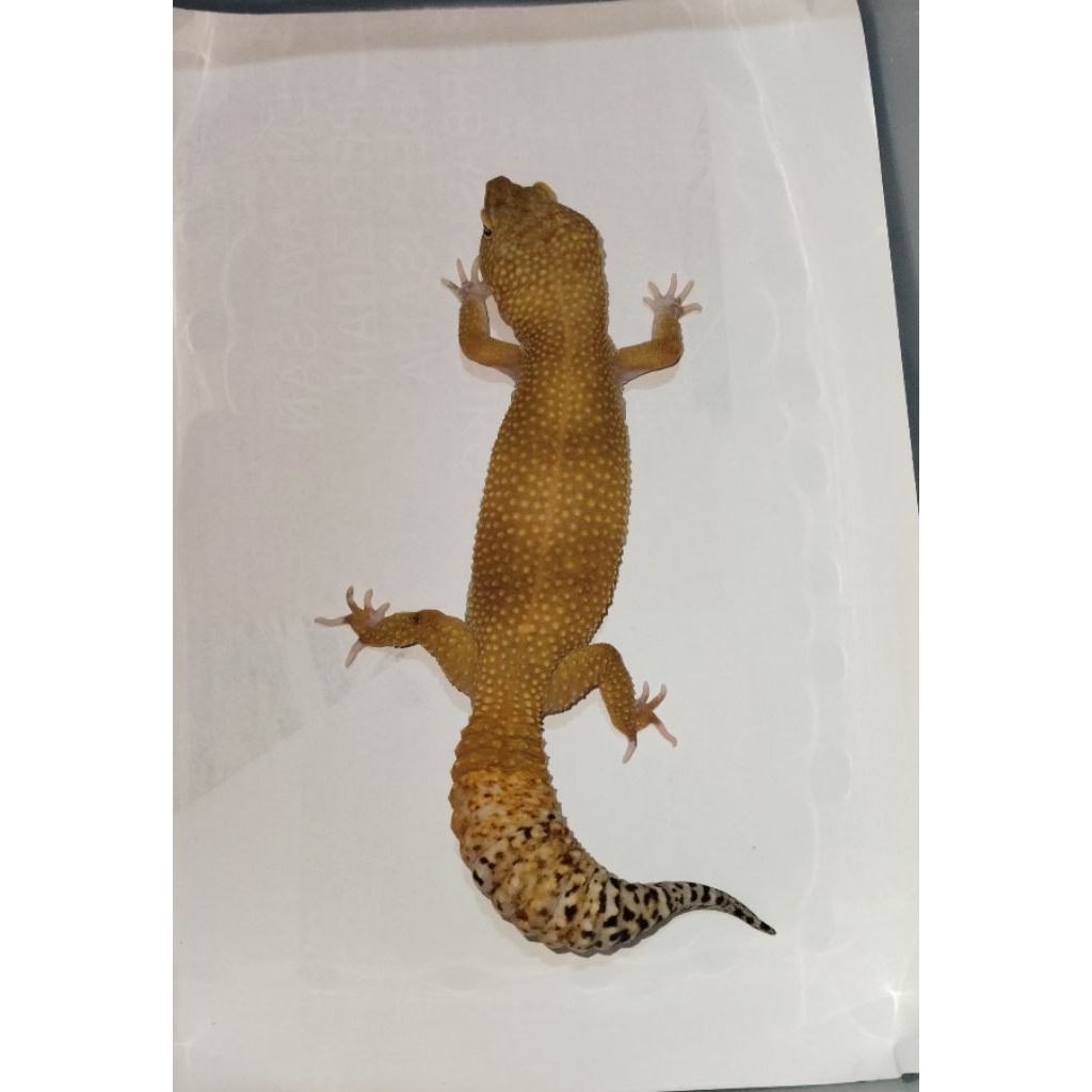 Mainan Leopard Gecko SHTCTB F (005)