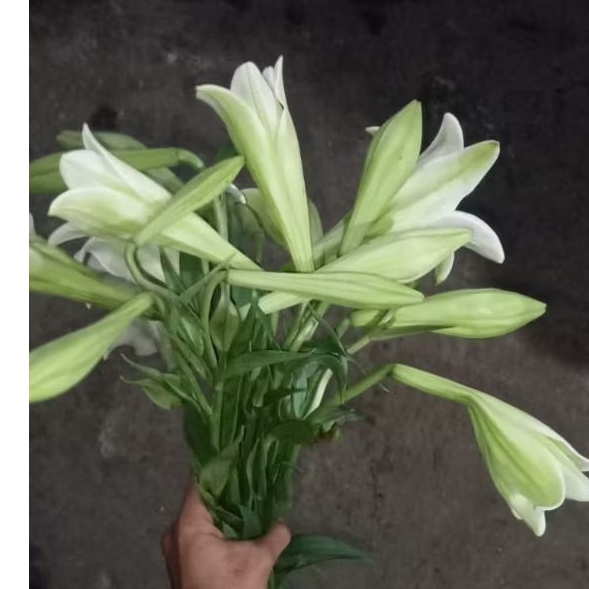 Bunga Potong Lily Putih, Isi 1pcs