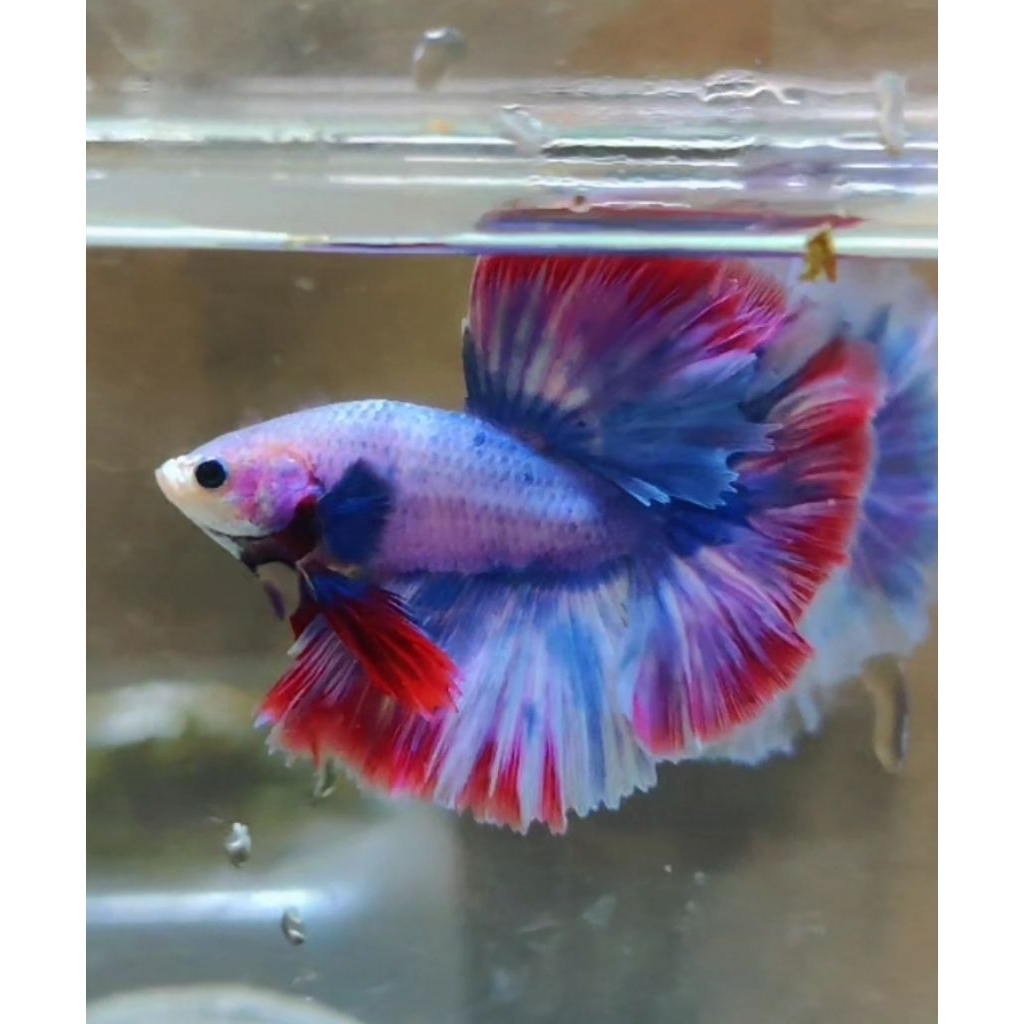 Cupang HM / Halfmoon cupang