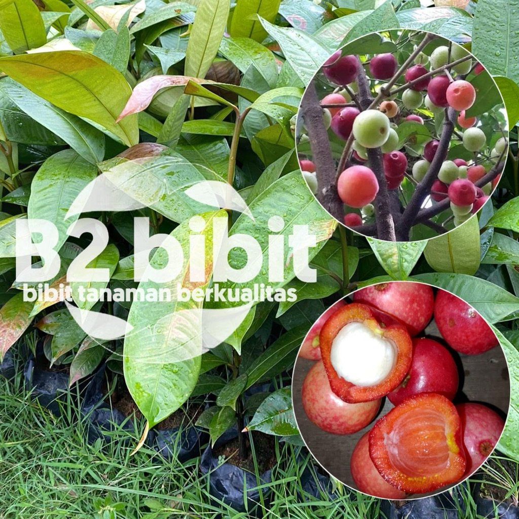 Bibit tanaman buah manggis merah berkualitas