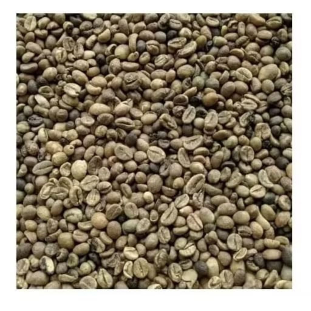 Ready Green bean robusta Lampung