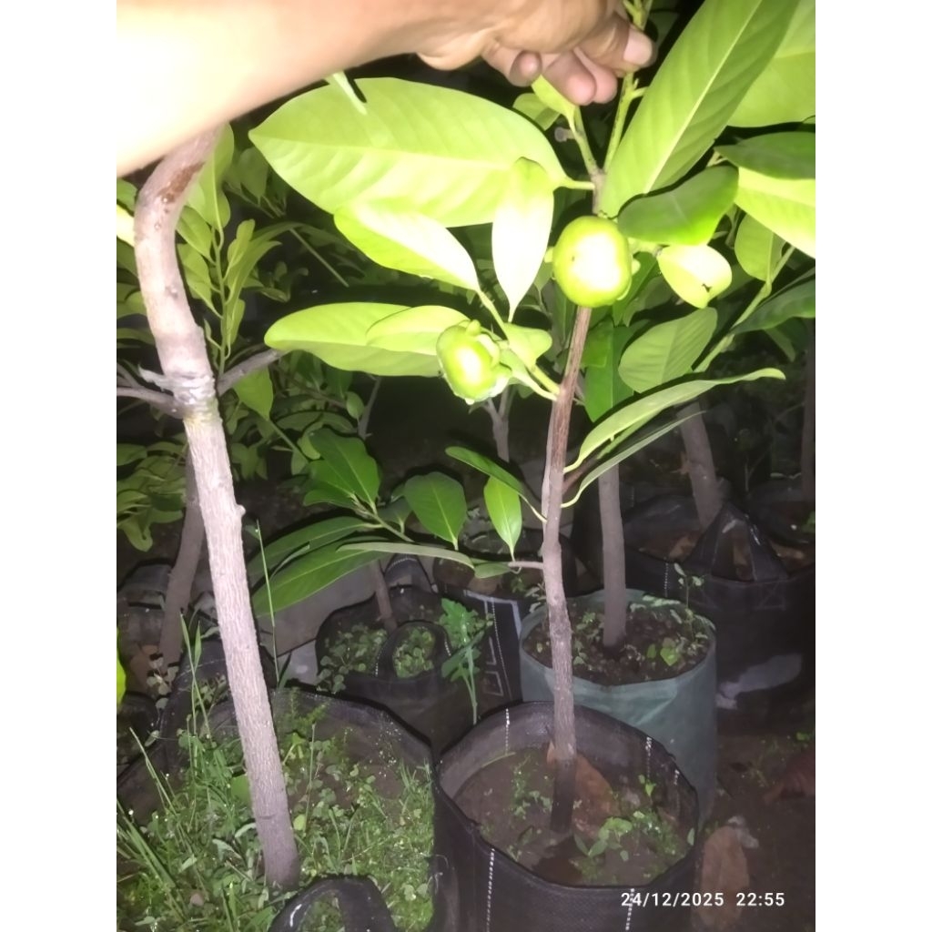 black sapote berbuah