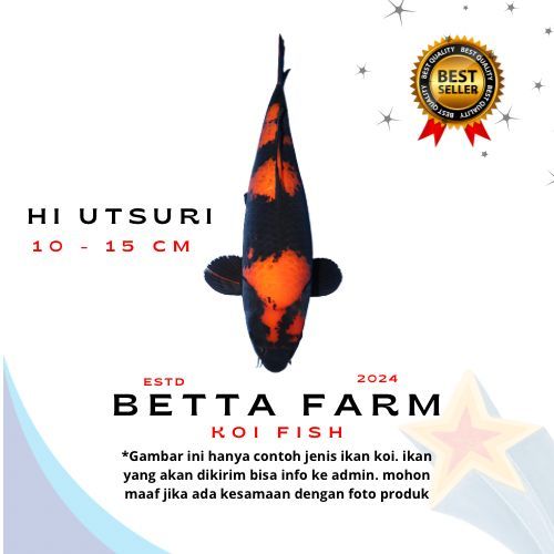 HI UTSURI Ikan Koi 10 - 15 cm Warna Campur Garansi D.O.A Ukuran 10-15cm