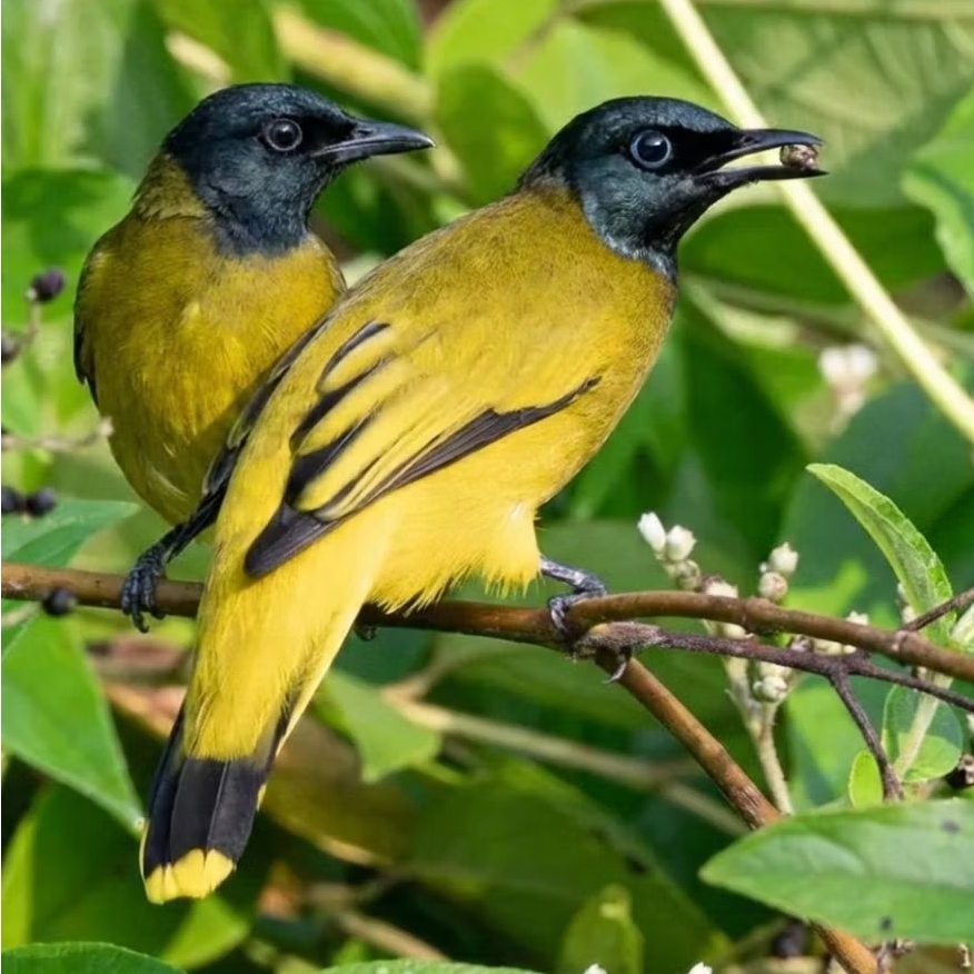 BURUNG KUTILANG SUTRA SEPASANG