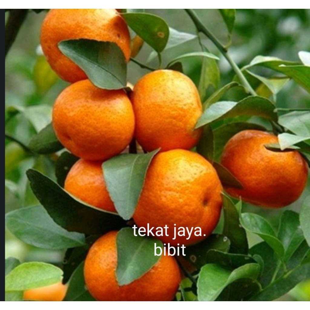 indukan jeruk Sunkist madu manis sudah berbuah dalam pot