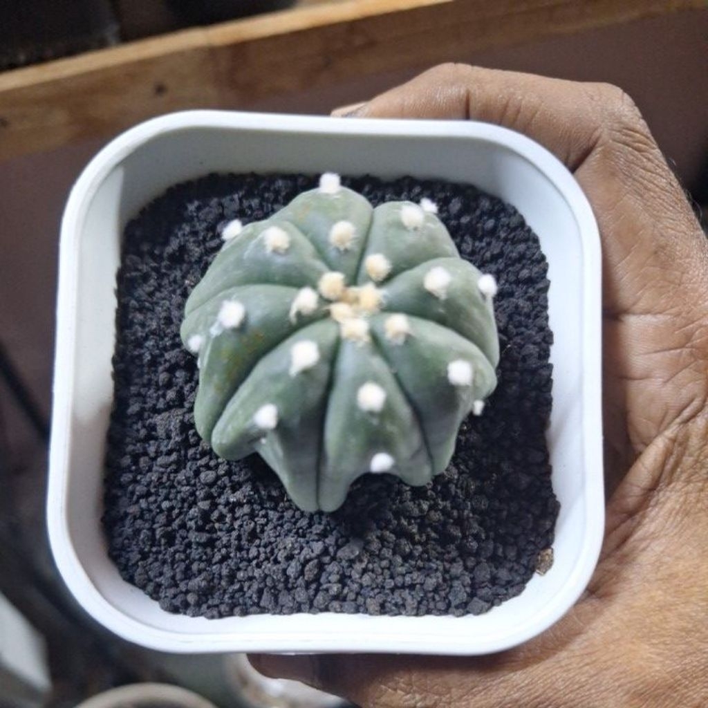 kaktus Astrophytum