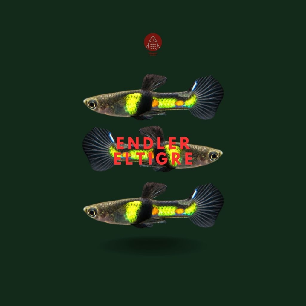 Eltigre endler