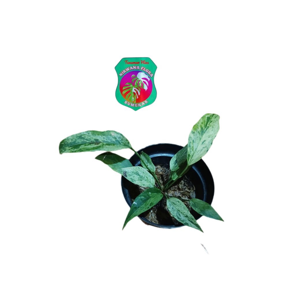 TANAMAN GELOMBANG CINTA VARIGATA PUTIH