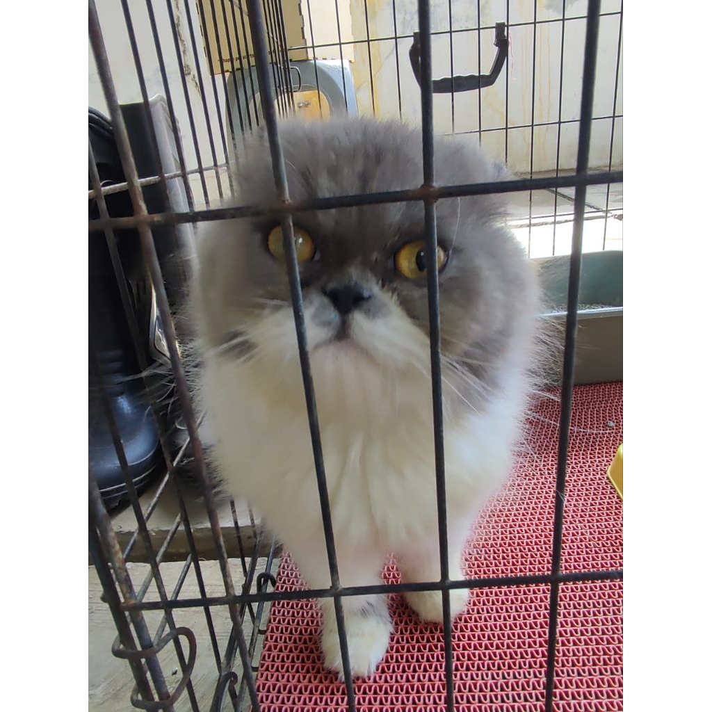 Kucing persia flatnose lucu menggemaskan
