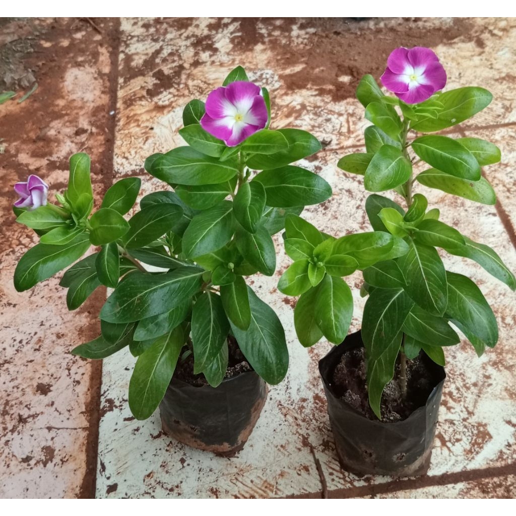 Vinca Nirvana Vio Splash