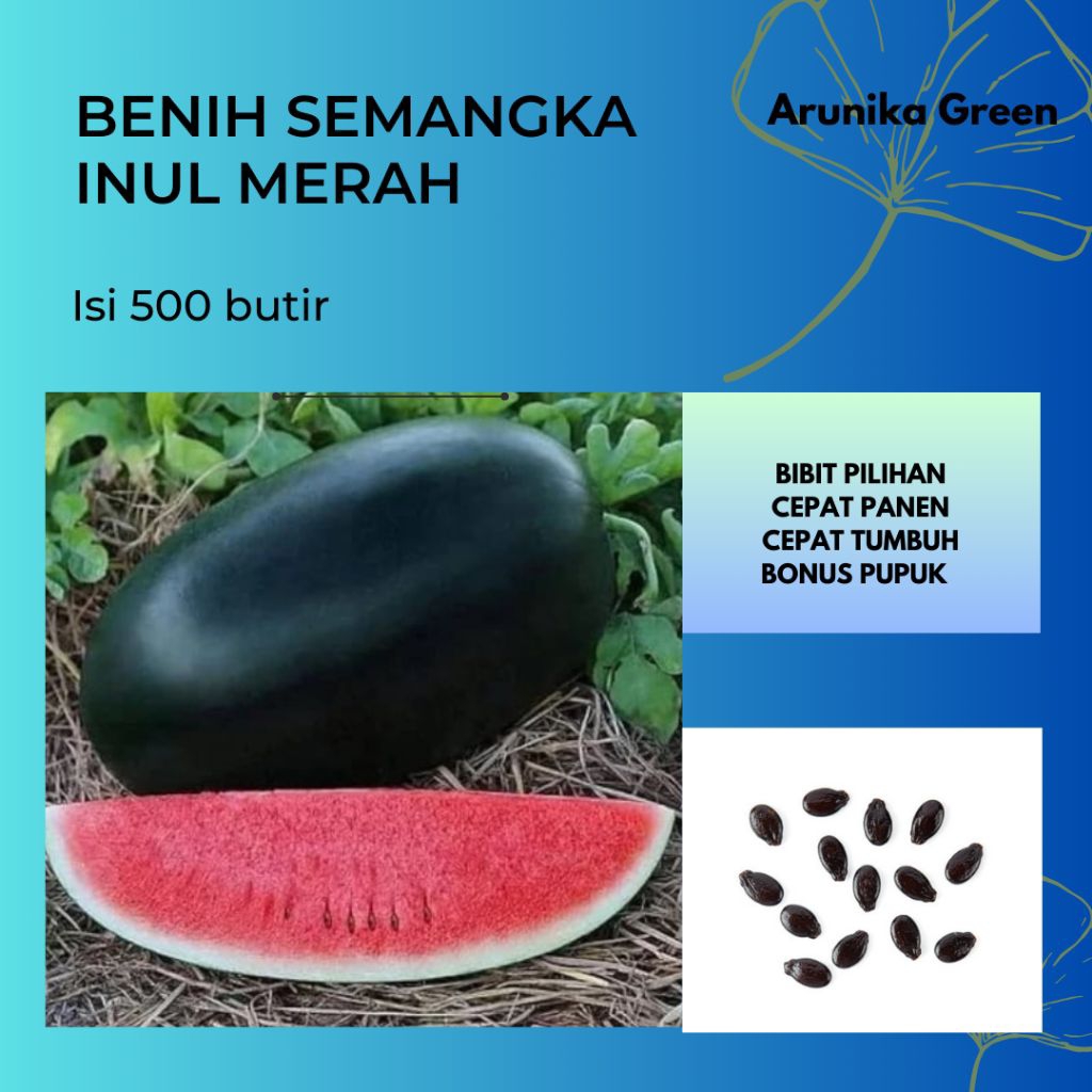 benih semangka Inul merah isi produk 500 biji siap tanam