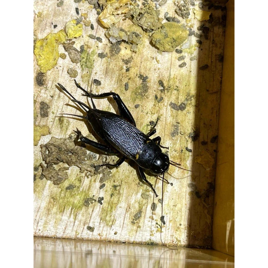 JANGKRIK BETINA INDUKAN JANGKRIK ALAM JANGKRIK KALUNG