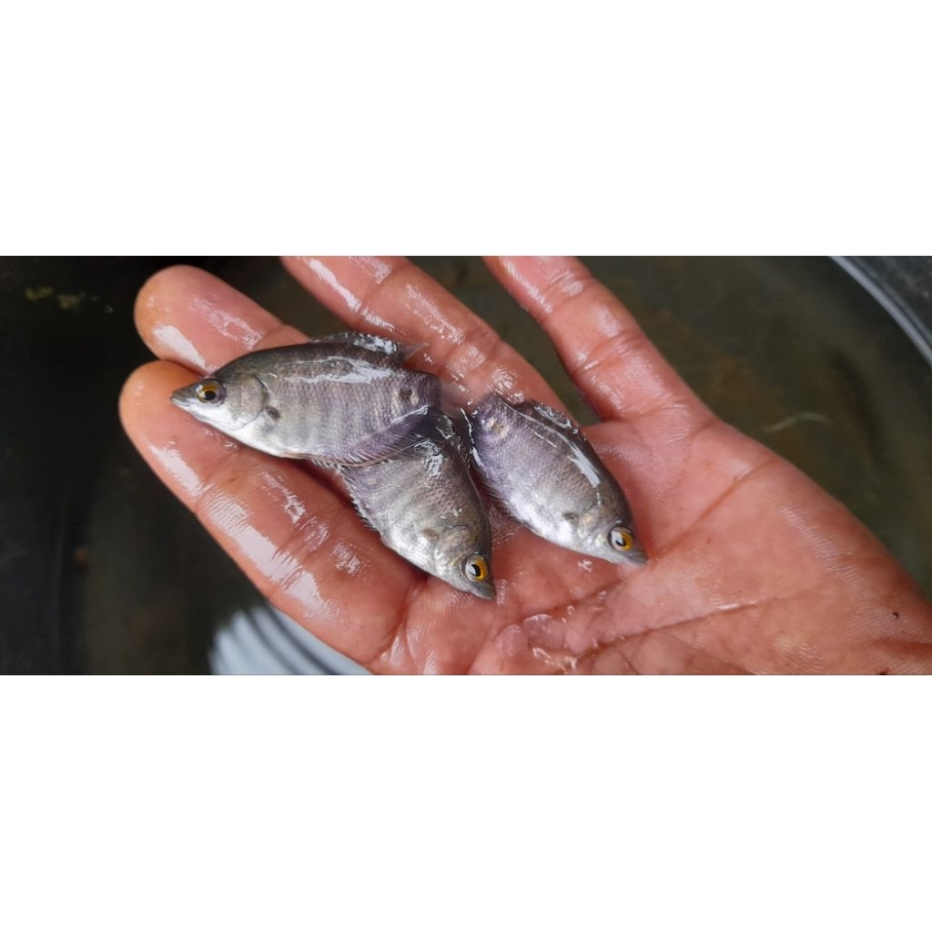 paket 10 ekor gurame soang jempol