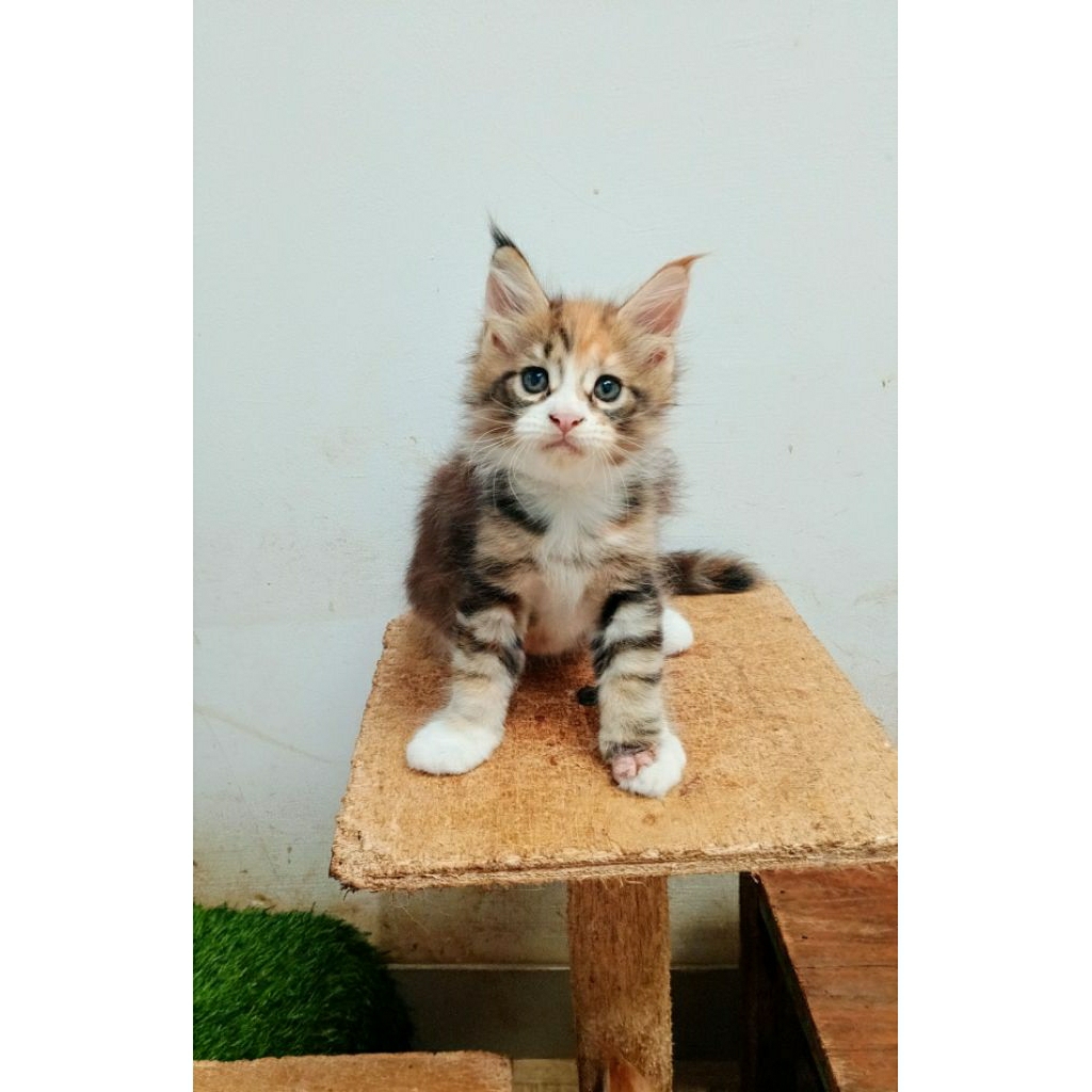 Kitten MaineCoon Betina Asli bkn mix. induk ped Cfa Maine Coon