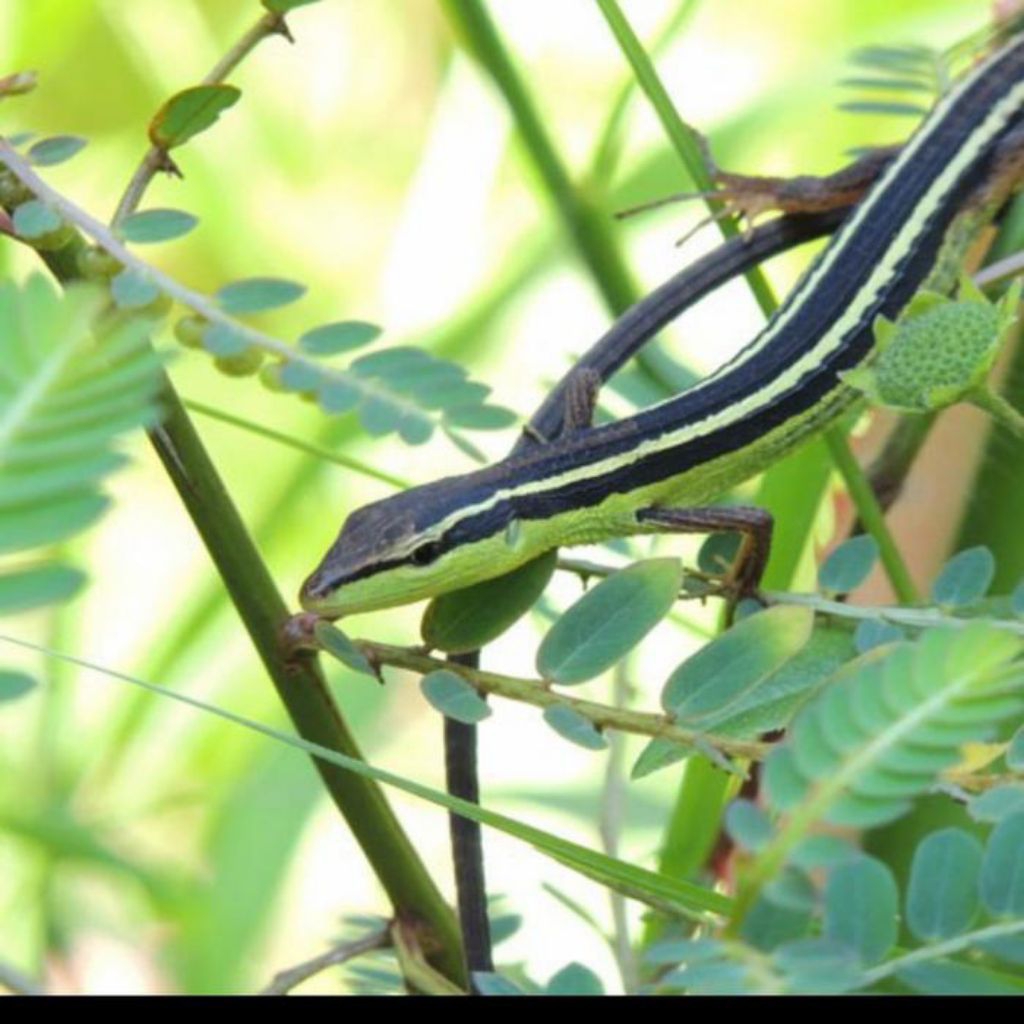 kadal mainan ekor panjang harga satuan rp 15000