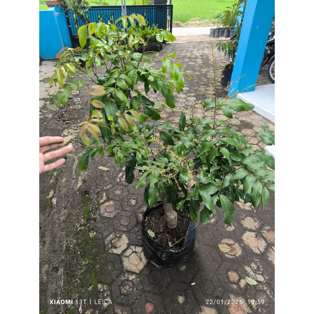 bonsai kelengkeng diamond river berbunga (batang jumbo)