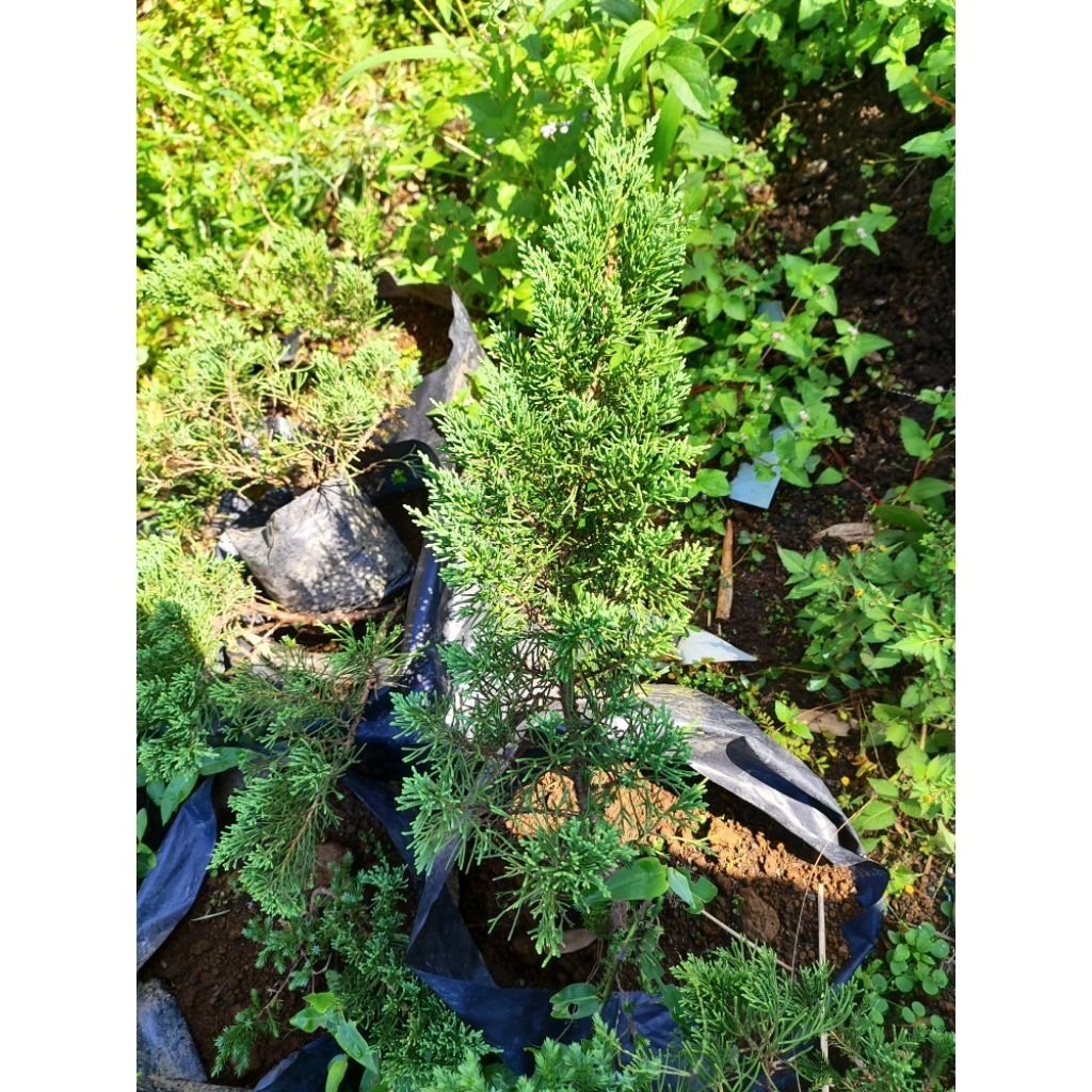 Bahan Bonsai Cemara Sinensis Blue/ Cemara Sinensis Biru