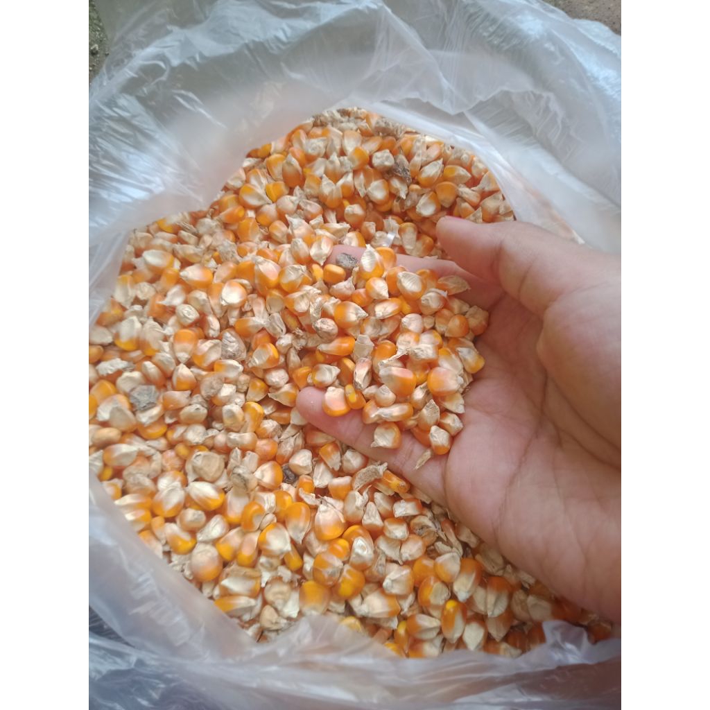 Jagung kiloan pakan ayam burung