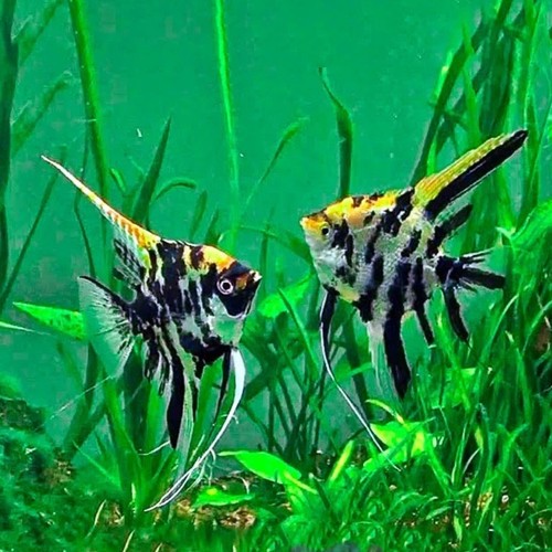 ( O ) IKAN HIAS MANFISH BSP TRICOLOR SLAYER PLATINUM BLACK ANGEL -ETALASE
