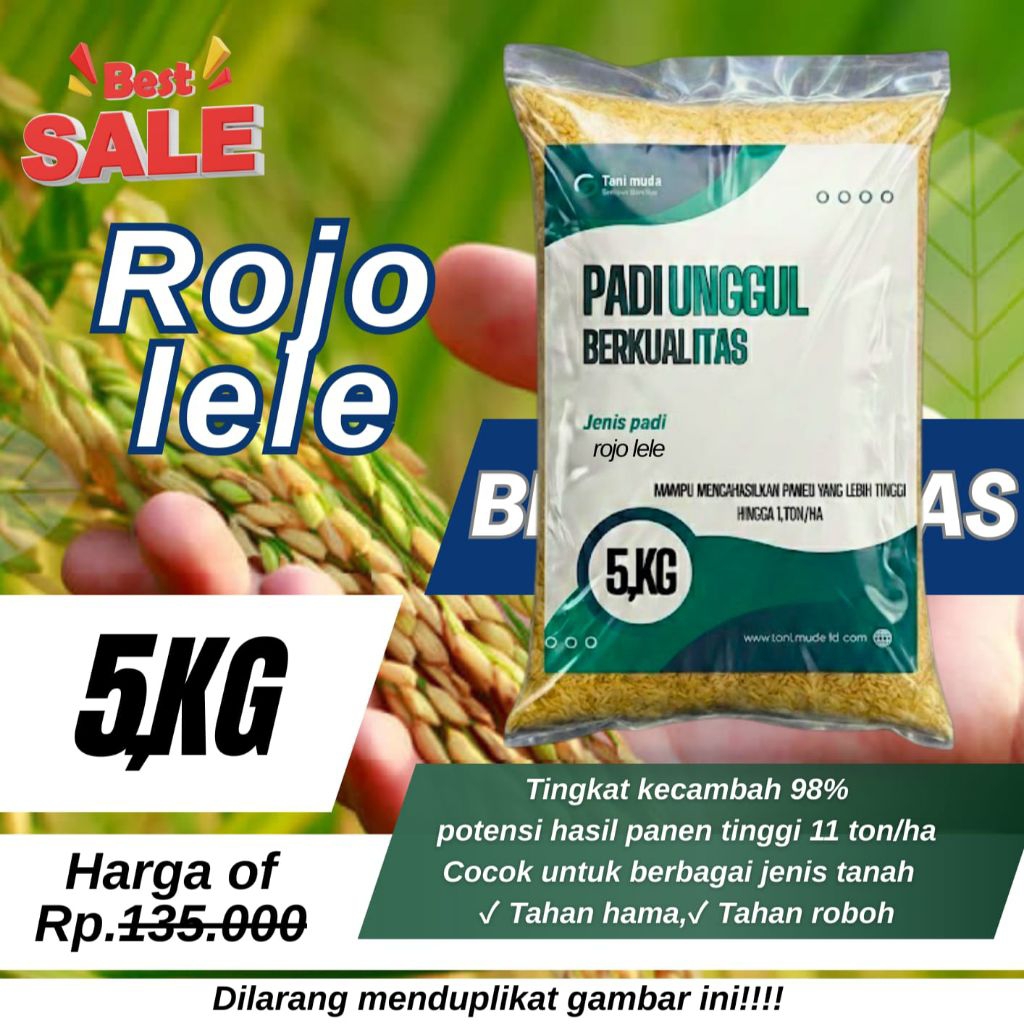 Benih padi Rojolele Berkualitas tinggi 5KG Original