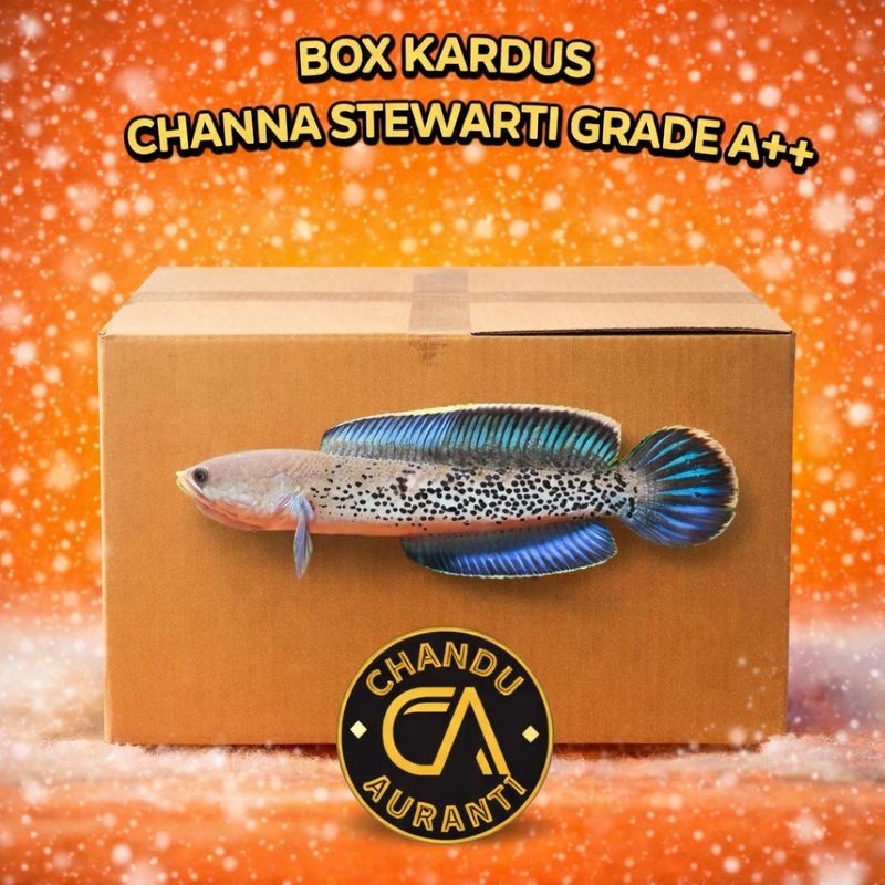 Box Kardus Channa Stewarti Cb Chandu Size 6-7cm Grade A++ Siap Pajang