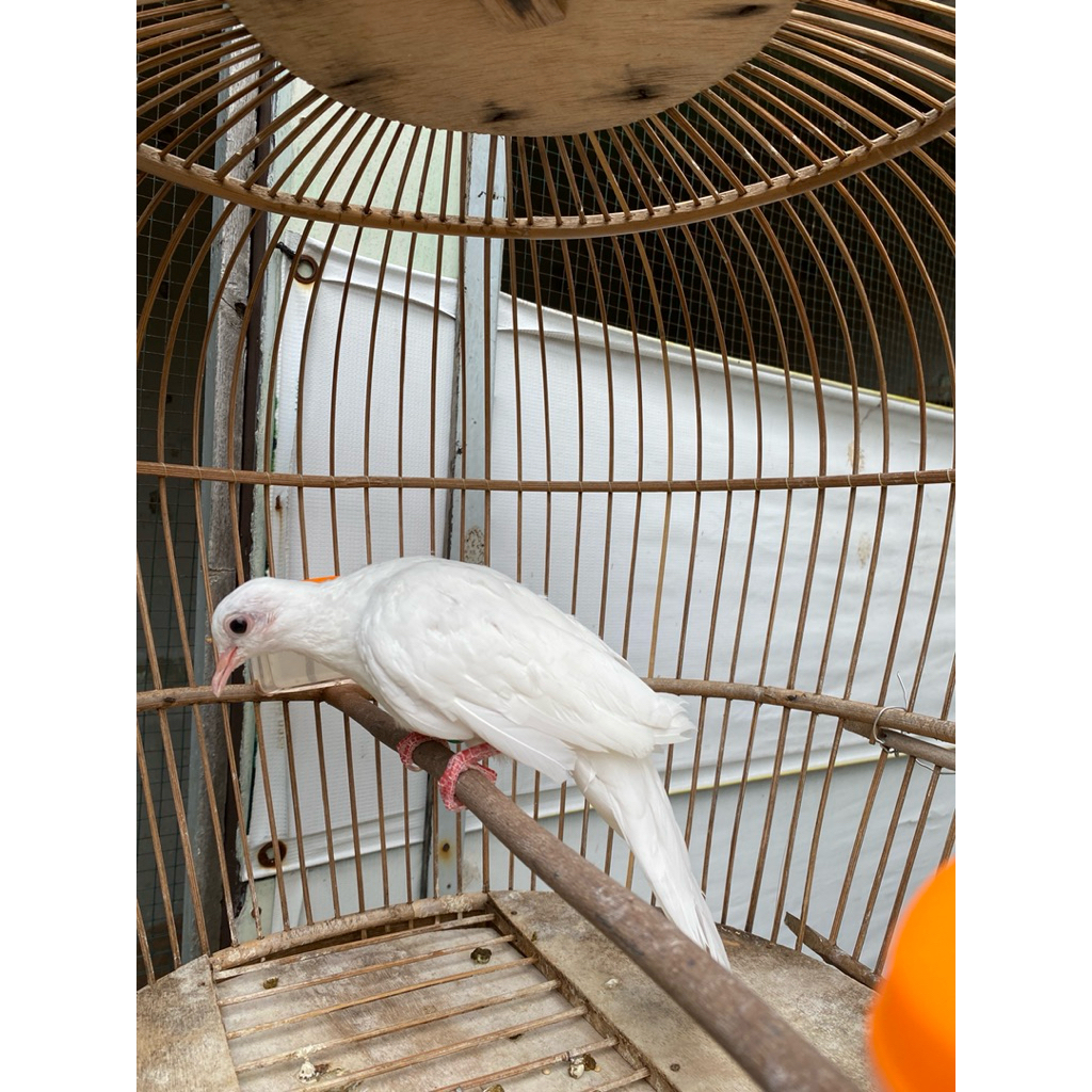 Tekukur/Derkuku/Tikukur Putih Polos Albino Mata Hitam