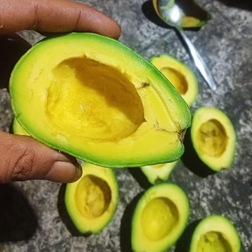 ALPUKAT MENTEGA BERGARANSI 1KILO isi 4-6buah untuk JUS KOCOK ES TELER VIRAL