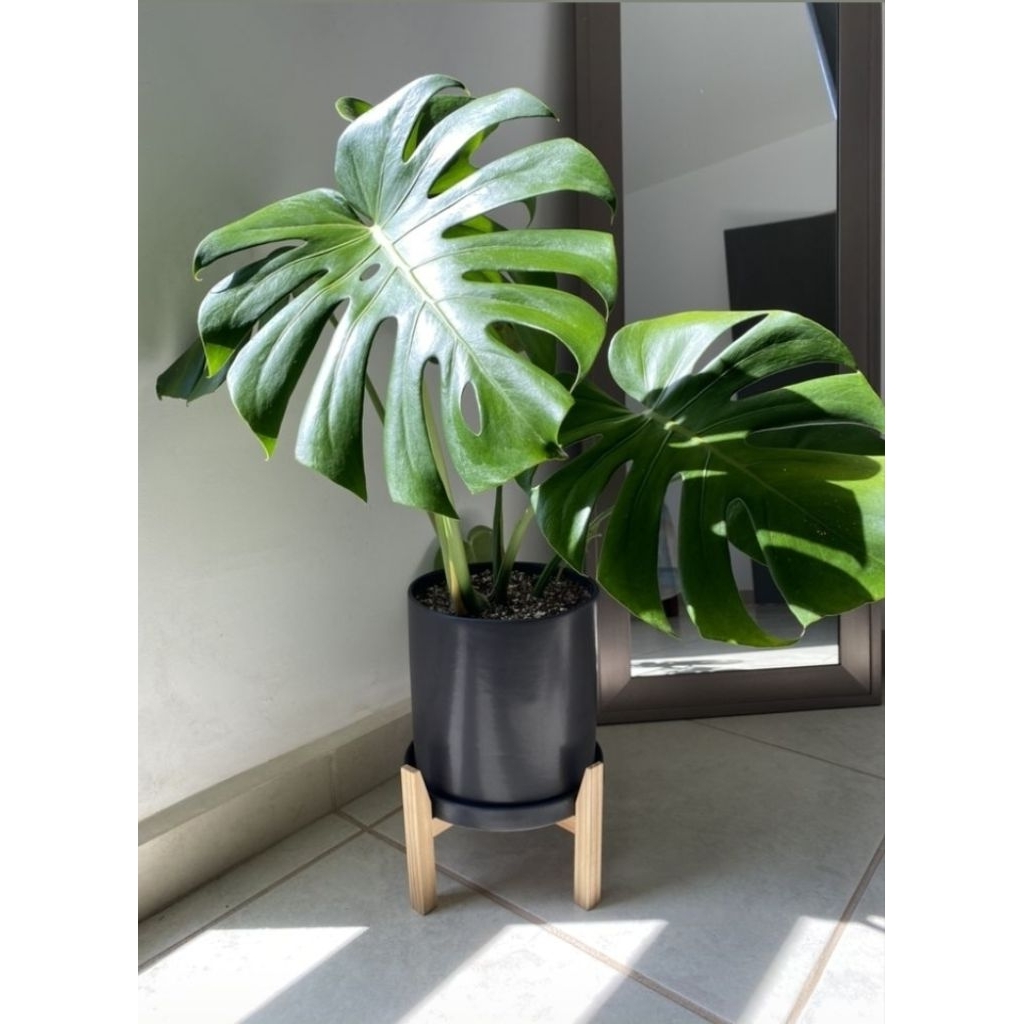 monstera borsigiana - monstera