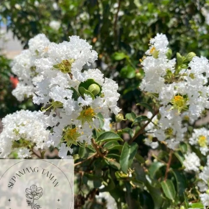 Paket 2 Pohon Sakura Bunga Putih,Sakura Bunga Pink / Paket Hemat Pohon Bunga Sakura Bungur Super