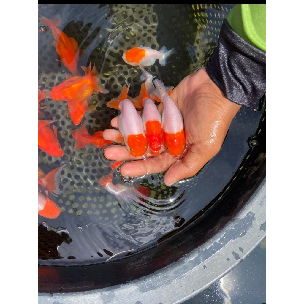 Ranchu mas koki red white size 3-4-5cm lincah terkarantina