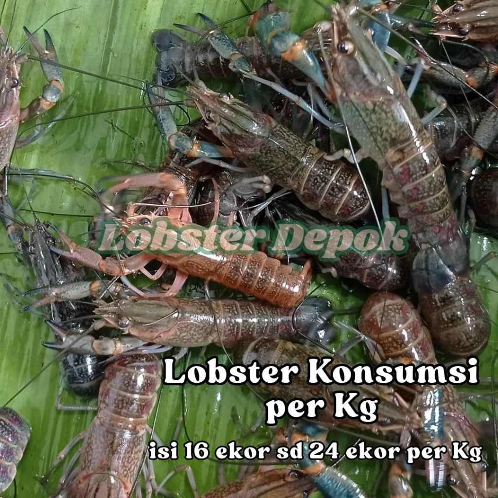Lobster air tawar Konsumsi Hidup  1 kg