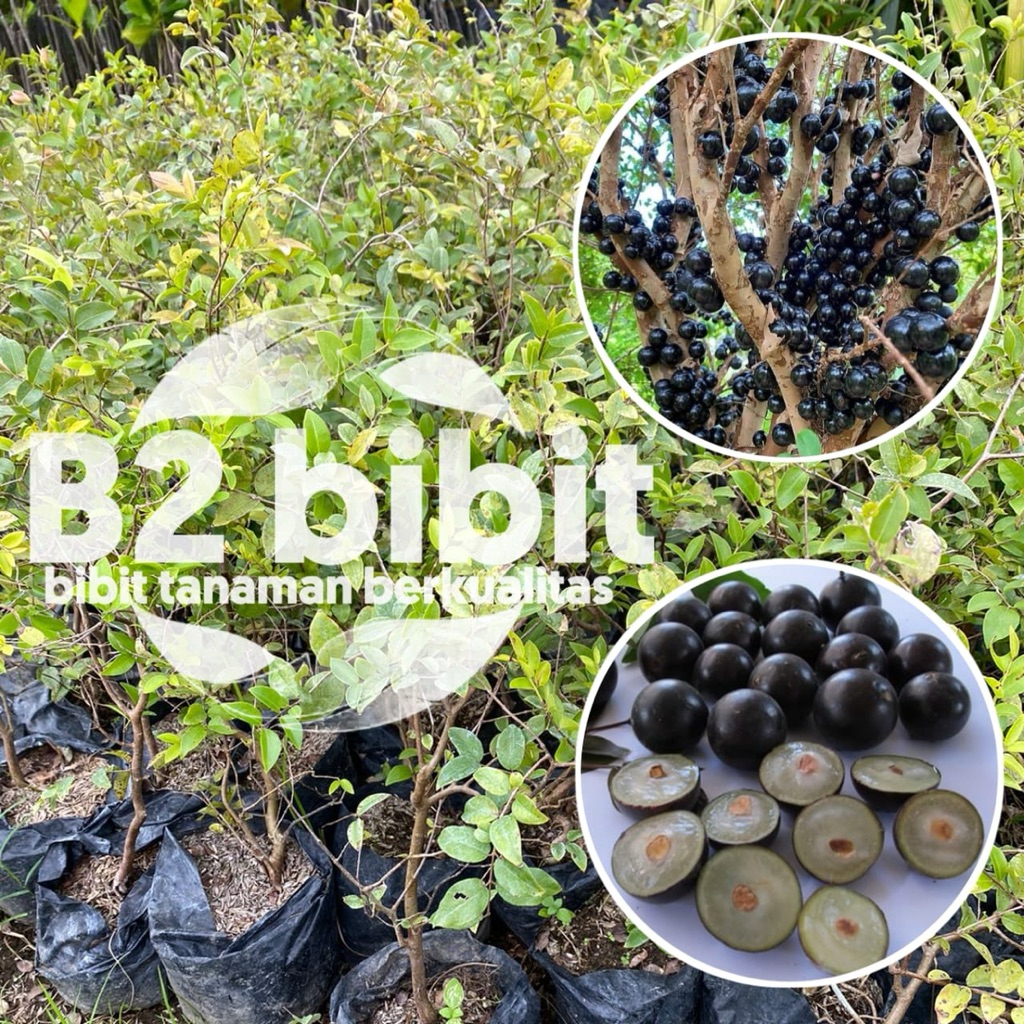 Bibit anggur brazil berkualitas sudah hasil (okulasi) cepat berbuah