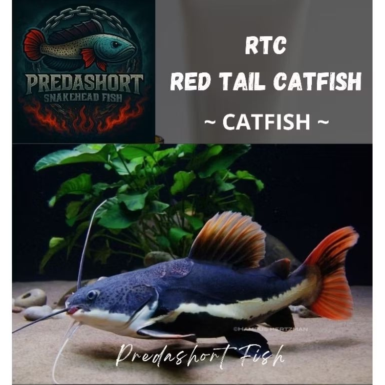 ikan DORAEMON RTC "Red Tail Catfish" baby 5-7cm bergaransi