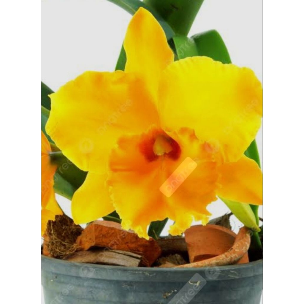 Anggrek Catleya Hybrid Bunga Kuning