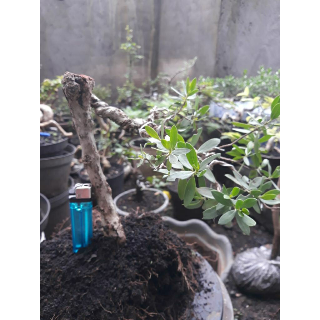Bonsai Bahan Santigi real