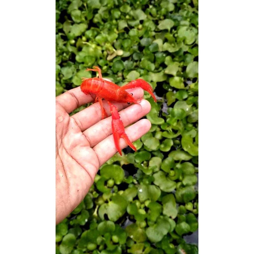 lobster air tawar / lobster hias air tawar / udang lobster air tawar / aquascape / aquarium COSTUME 