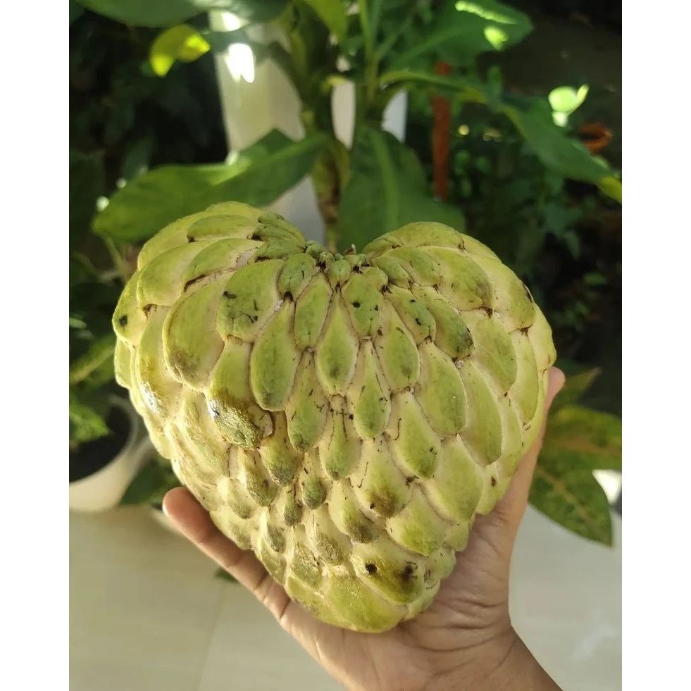 Bibit Srikaya Jumbo Merah Lokal Cepat Berbuah Siap Tanam, Bisa Tabulampot