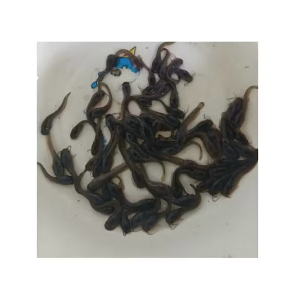 Ikan lele kecil hidup uk 4 - 5 cm