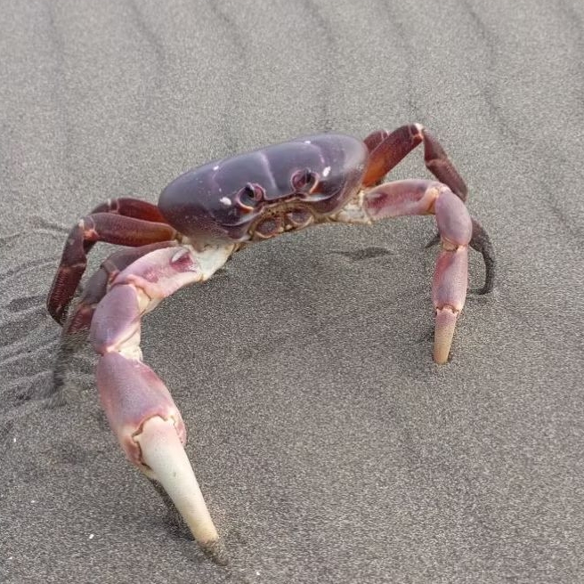 Terlaris kepiting Lalandi crab hias aquatik aquascape Air tawar jinak