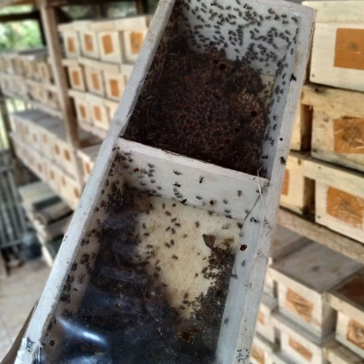 Bibit Lebah Klanceng Leaviceps Super Setup Besar Usia 2-3 Mingguan/Koloni Leaviceps/Klanceng/Kele/Ga