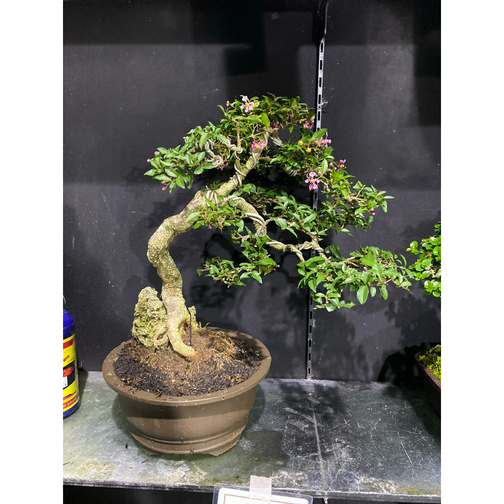 bonsai sakura Micro