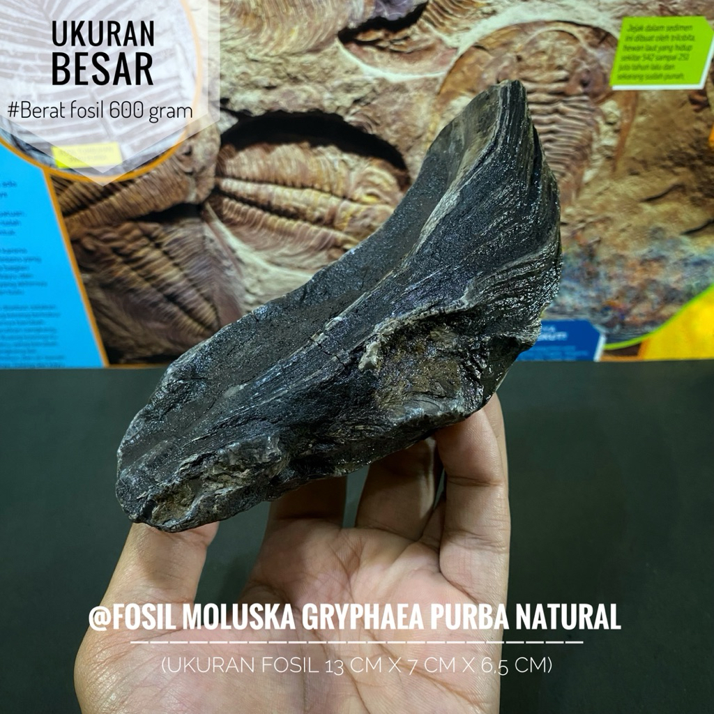 Fosil Moluska Gryphaea Purba Natural C10 atau Fossil Molusca atau Fosil Belemnite atau Fosil Temuan