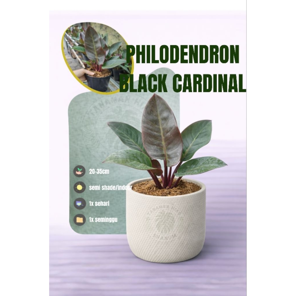 PROMO Tanaman hias Philodendron black cardinal - philodendron blackcardinal - philodendron cardinal 