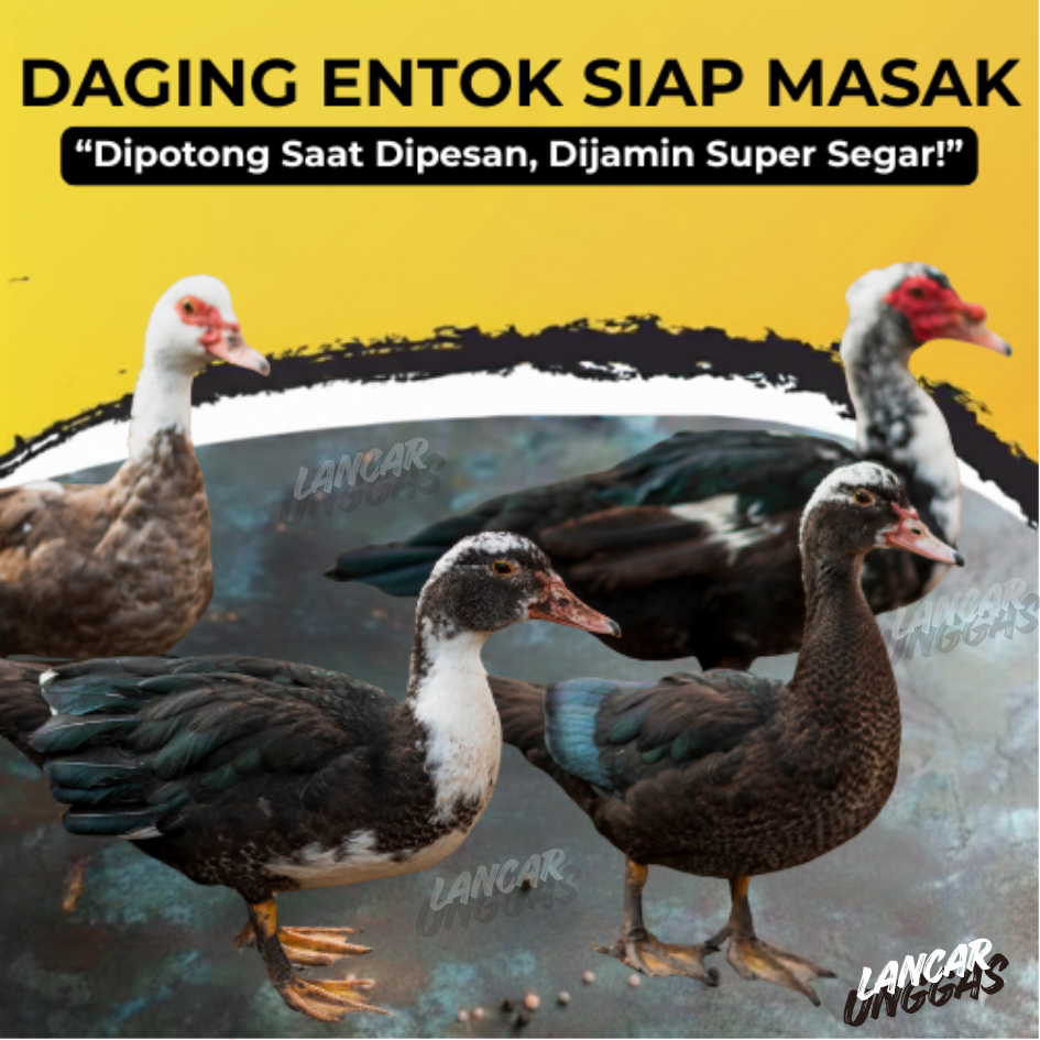 KIRIM INSTAN Daging Entok Potong Fresh (Potong Saat Dipesan) Dijamin Segar Bukan Dari Freezer